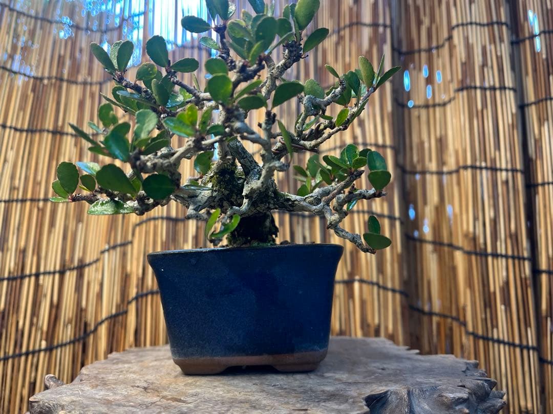 ✨✨✨ハリツリマサキ【◎良品素材】検/ハートツリー実happy♪セール♪