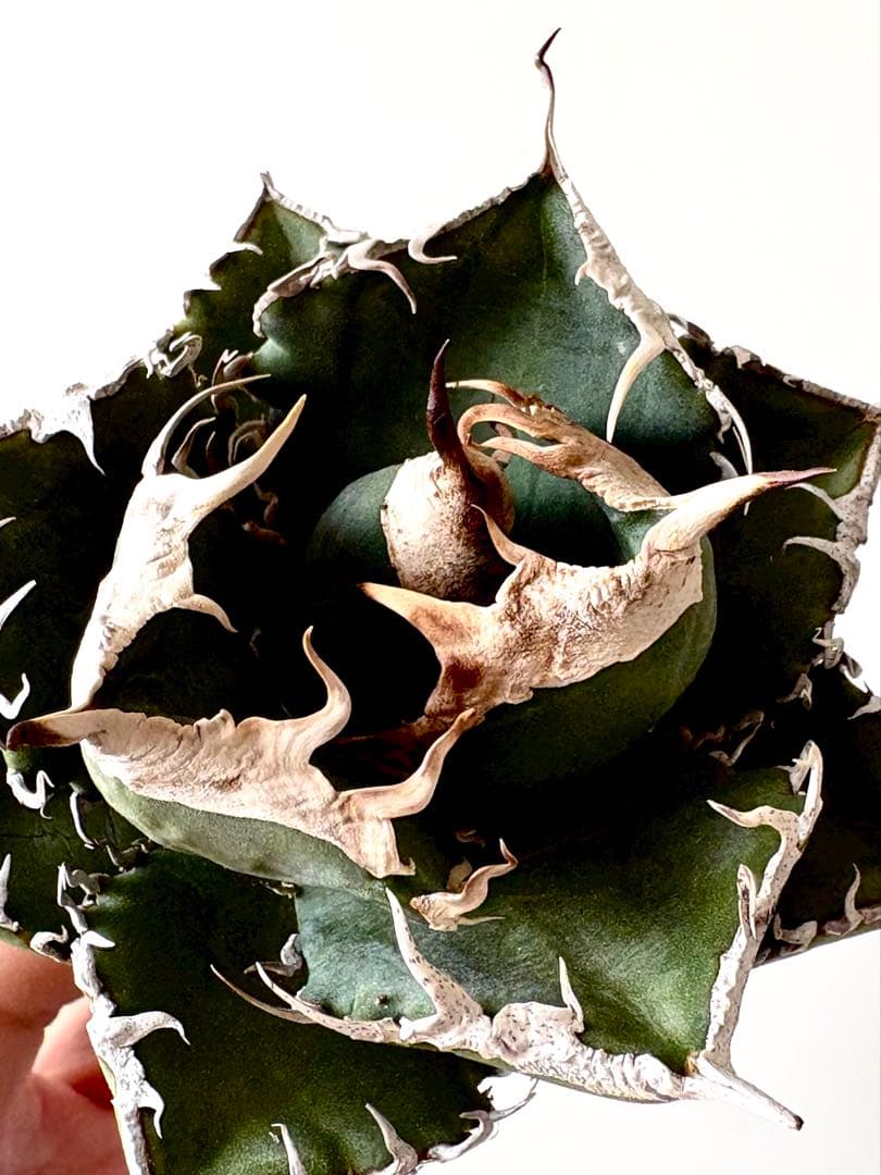 【SSS級、コレクション株】アガベ　SAD　南アフリカダイヤモンド　子株付き