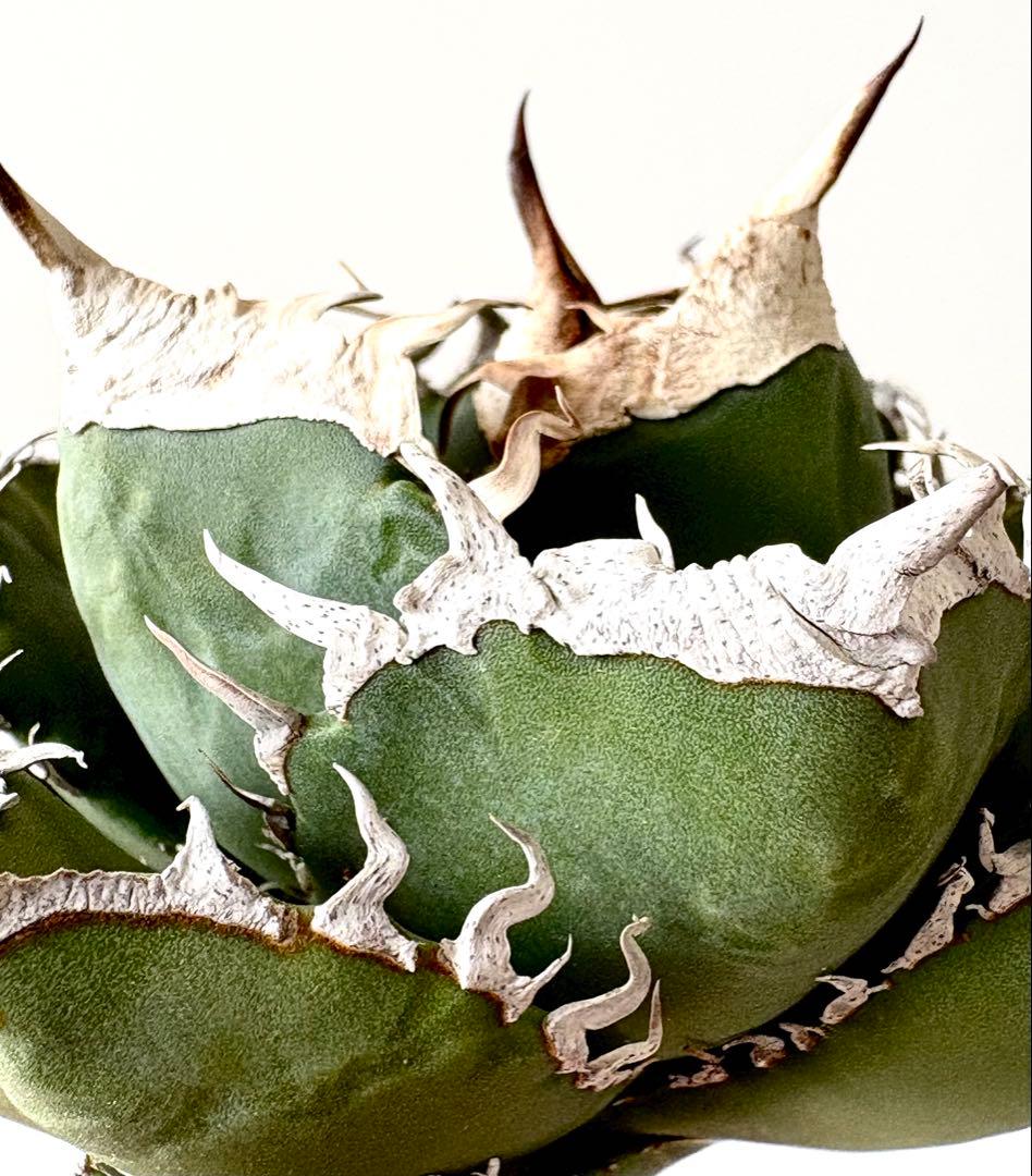 【SSS級、コレクション株】アガベ　SAD　南アフリカダイヤモンド　子株付き