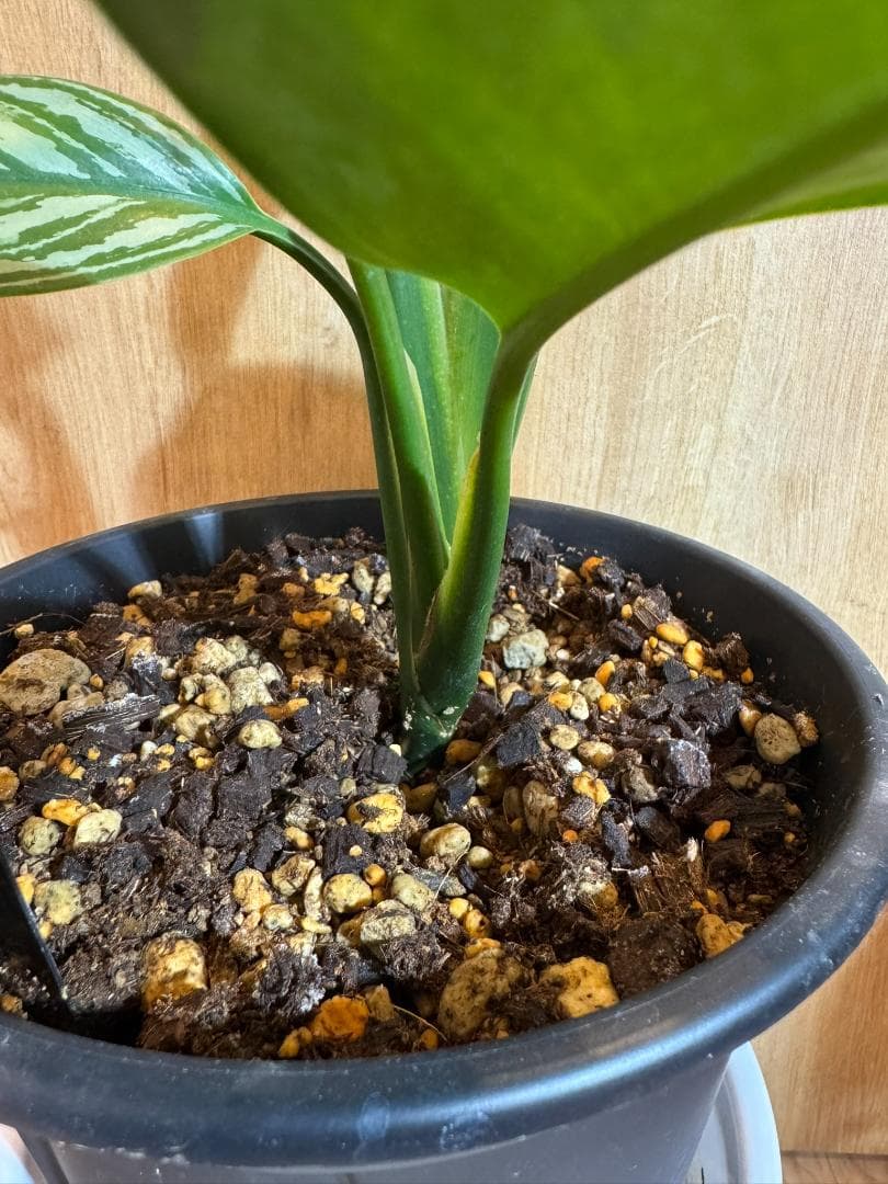 アグラオネマ 二ティドゥーム カーティシー 管理番号0043