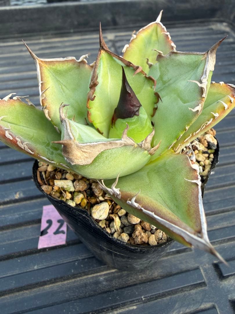 オテロイ　実生コレクション株22