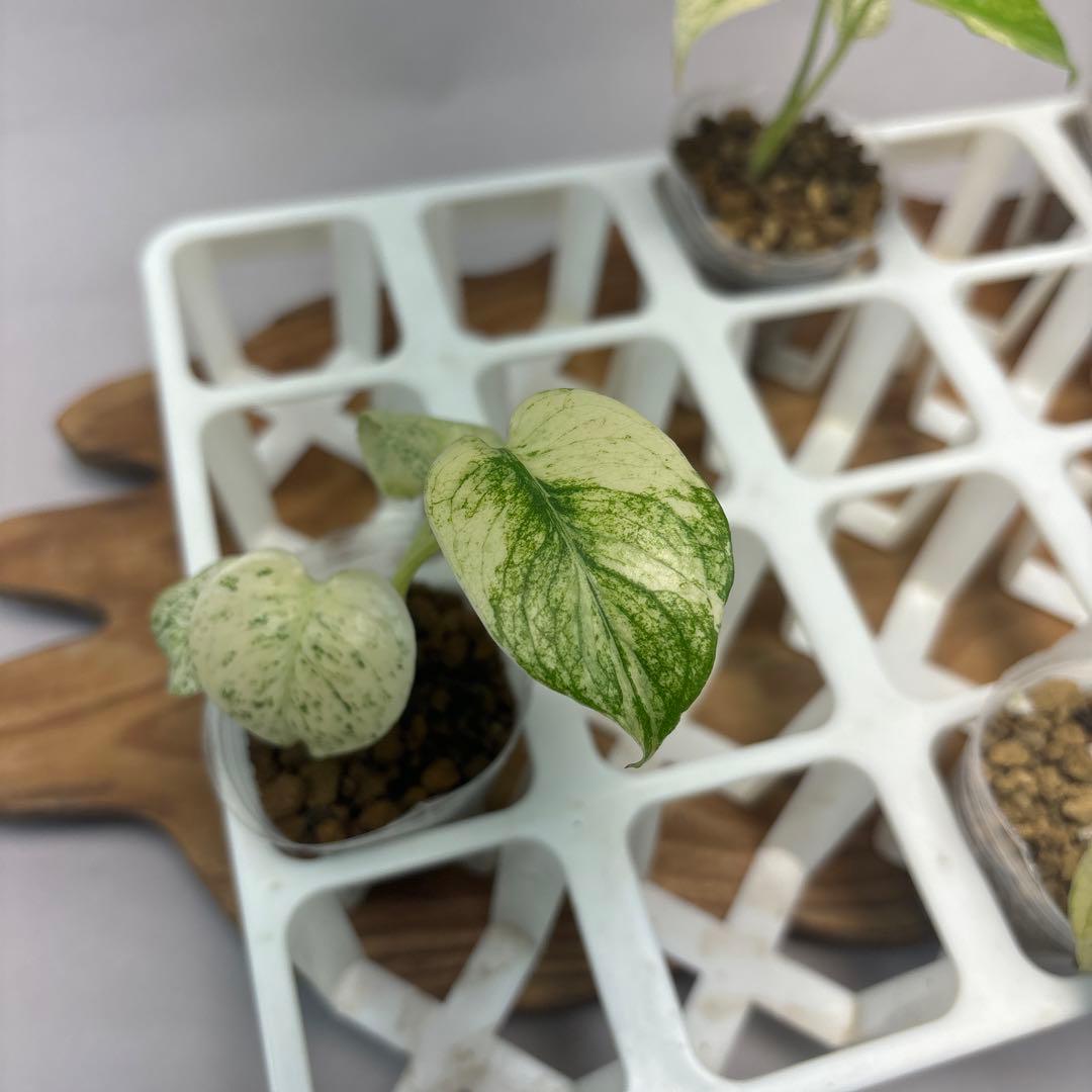 た*ん様 5株セット【特別選抜】ホワイトモンスター／天津蘭 モンステラ斑入り