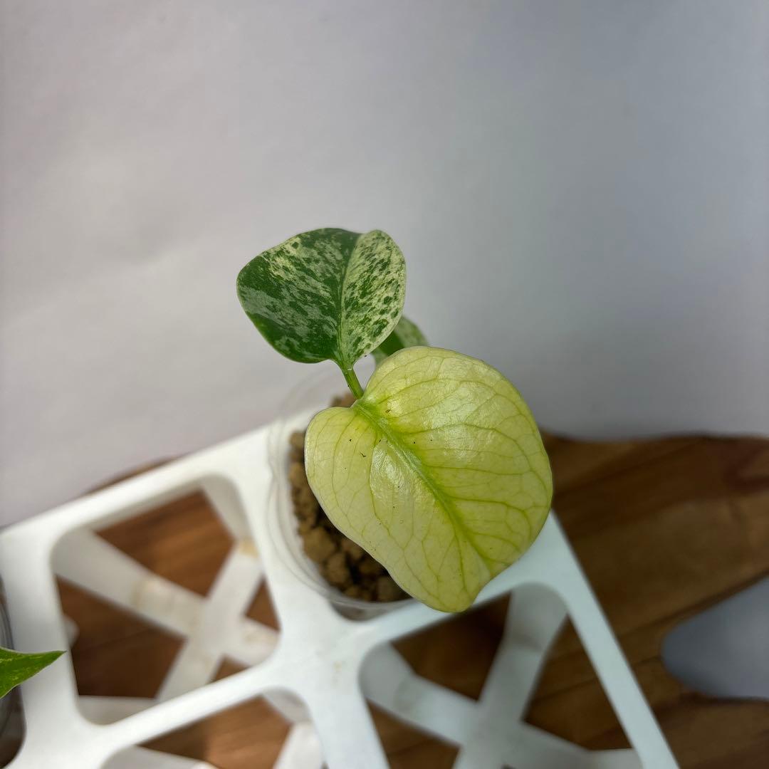 た*ん様 5株セット【特別選抜】ホワイトモンスター／天津蘭 モンステラ斑入り