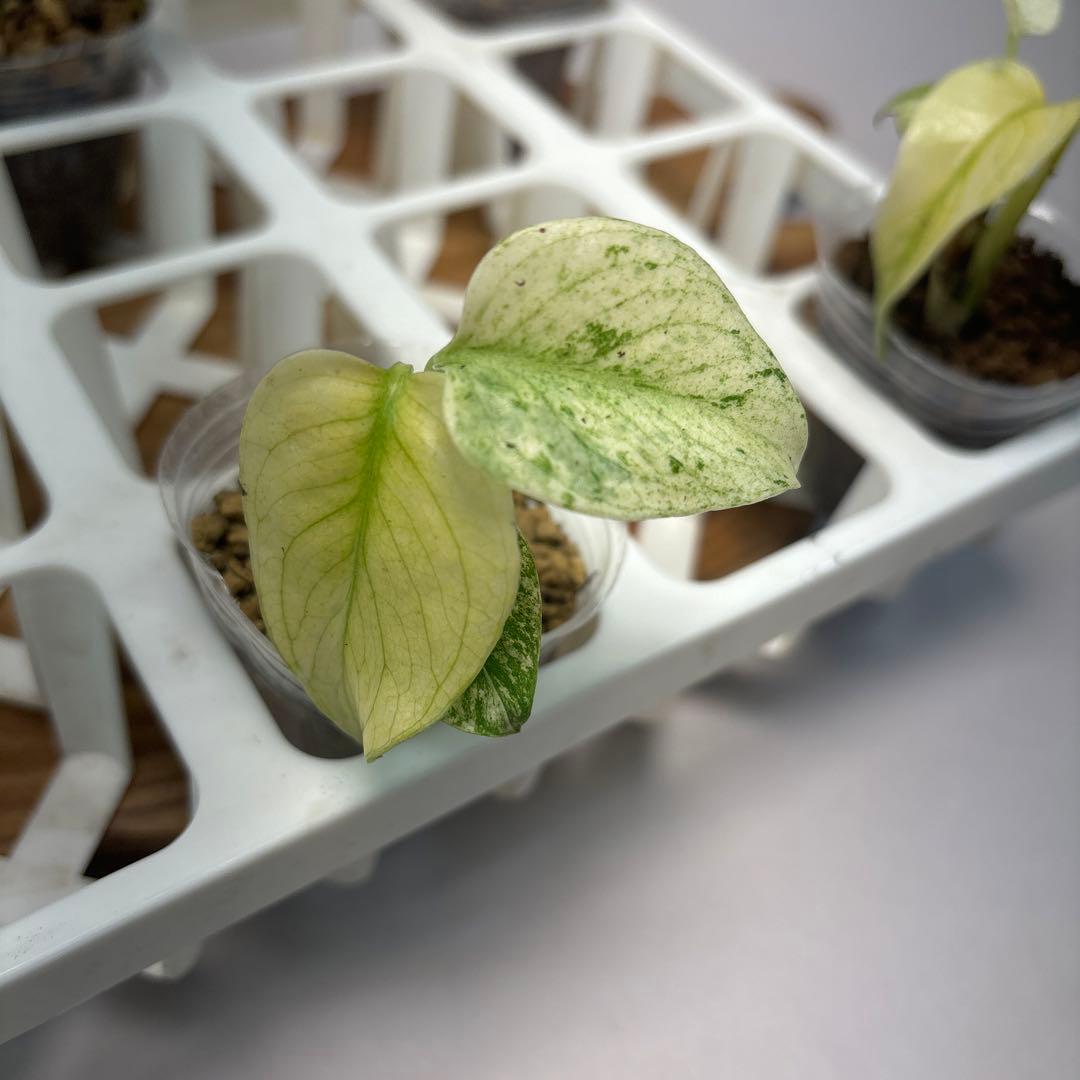 た*ん様 5株セット【特別選抜】ホワイトモンスター／天津蘭 モンステラ斑入り