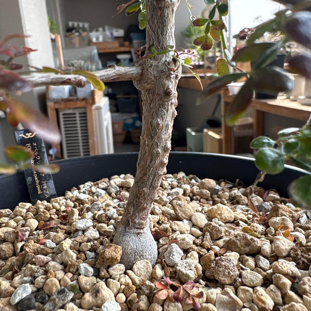 オペルクリカリアパキプス　【実生3年目】管理No.2