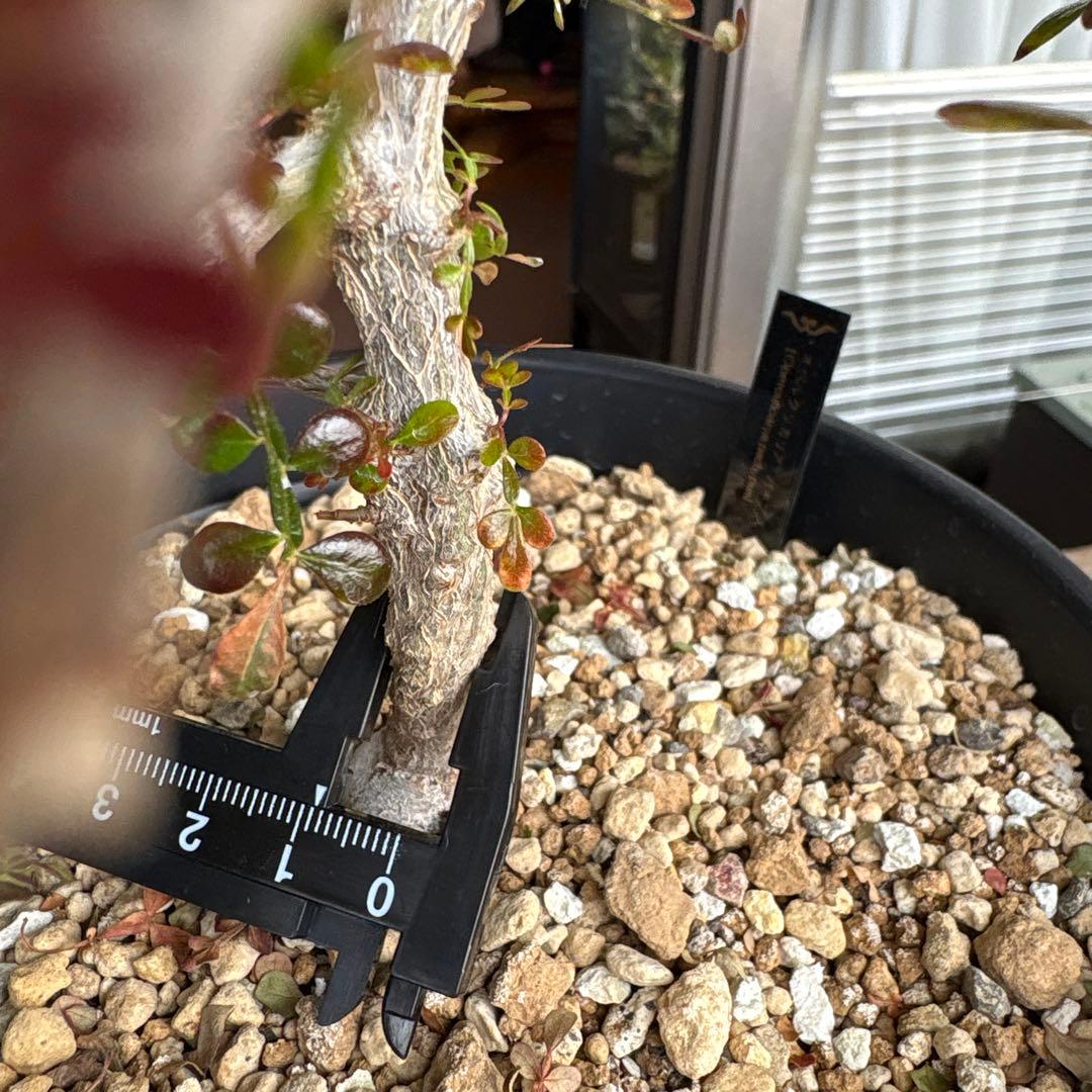 オペルクリカリアパキプス　【実生3年目】管理No.2