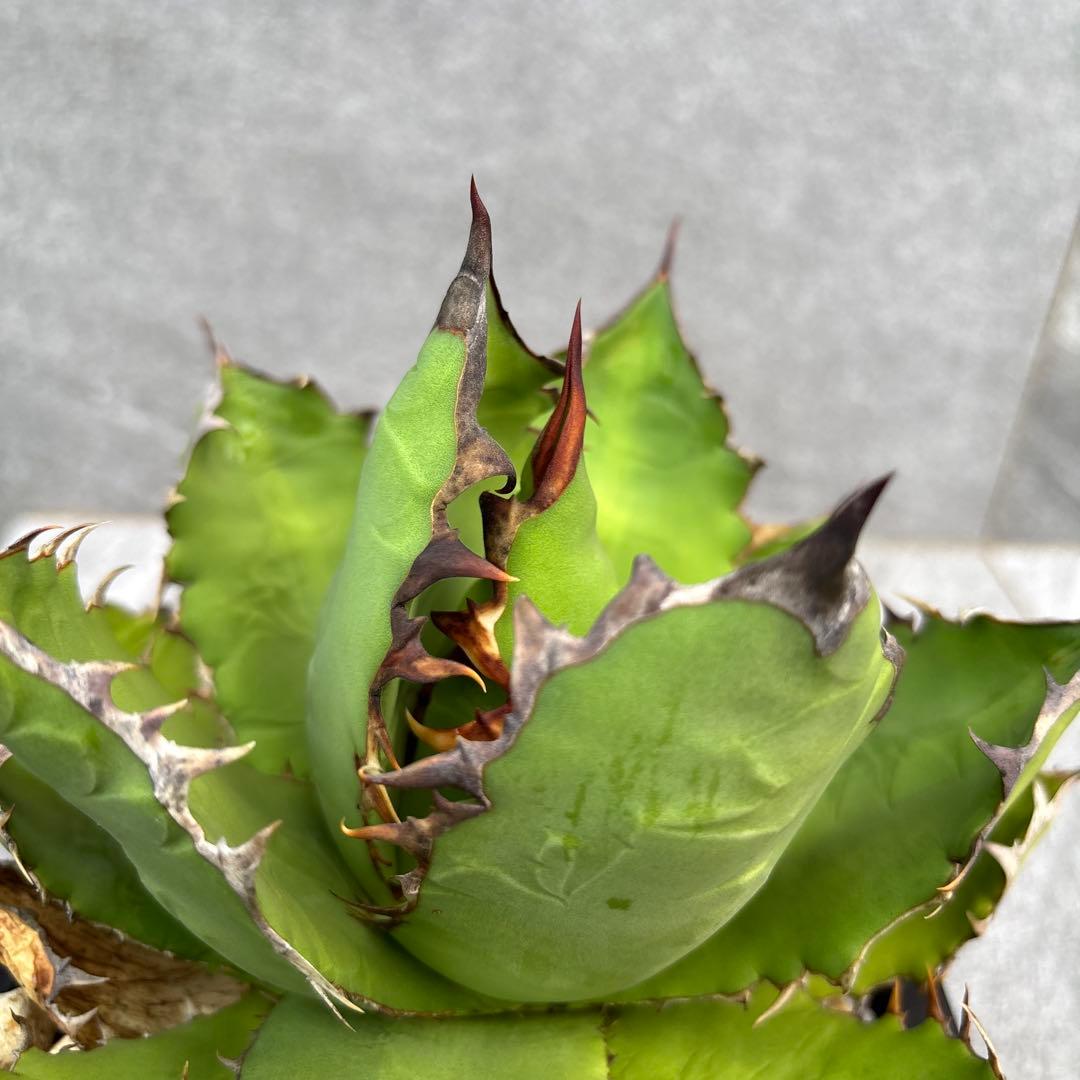 アガベ　オアハカ　チタノタ