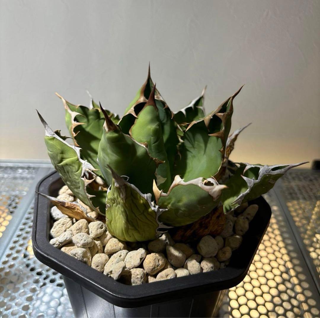 アガベ　オアハカ　チタノタ