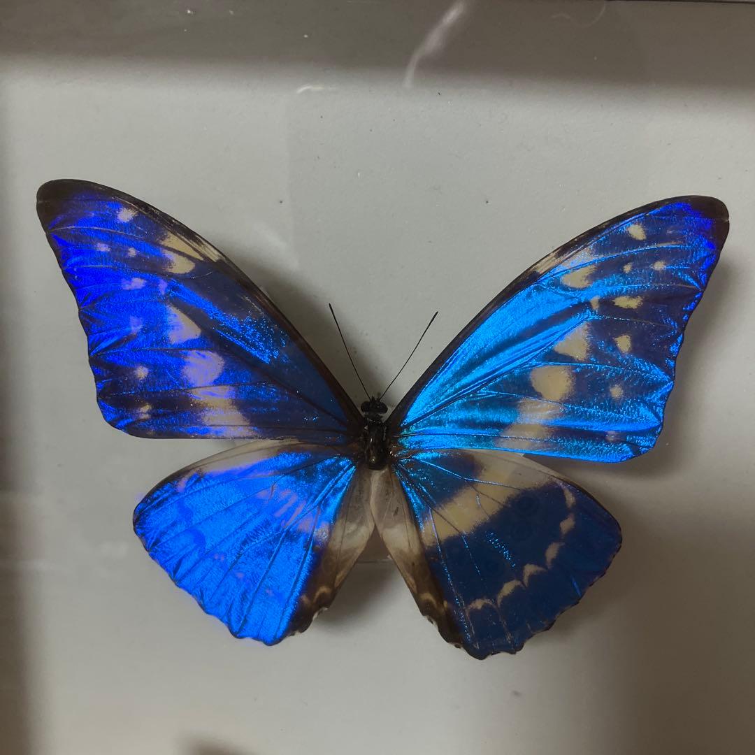 （稀）美麗キプリスモルフォペアー