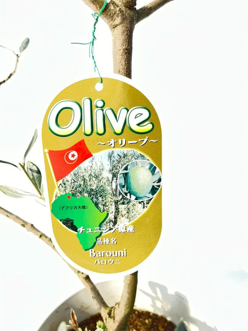 オリーブの木　バロウニ　8号　約120cm　K-330　希少品種　現品掲載