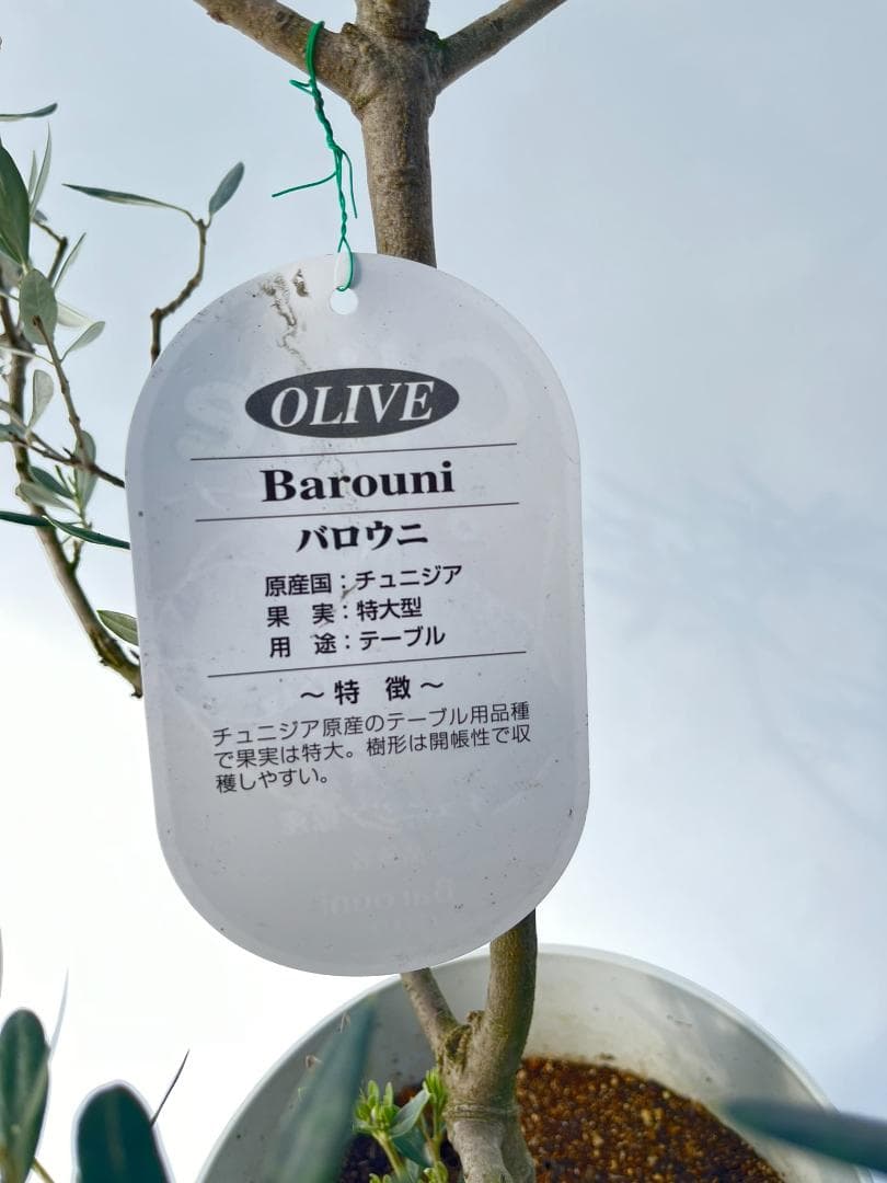 オリーブの木　バロウニ　8号　約120cm　K-330　希少品種　現品掲載