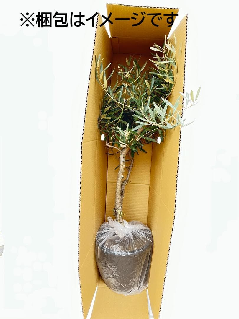オリーブの木　バロウニ　8号　約120cm　K-330　希少品種　現品掲載