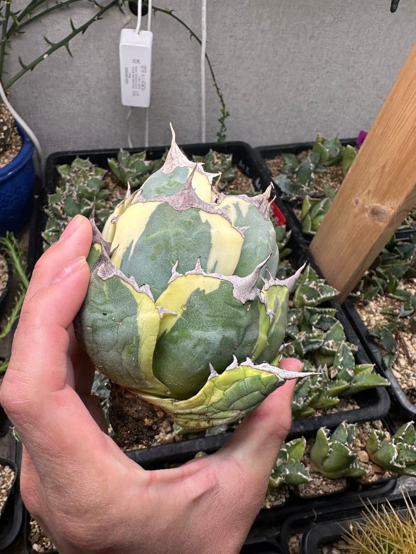 スナグルトゥース 暴牙 極上 ボールタイプ_1