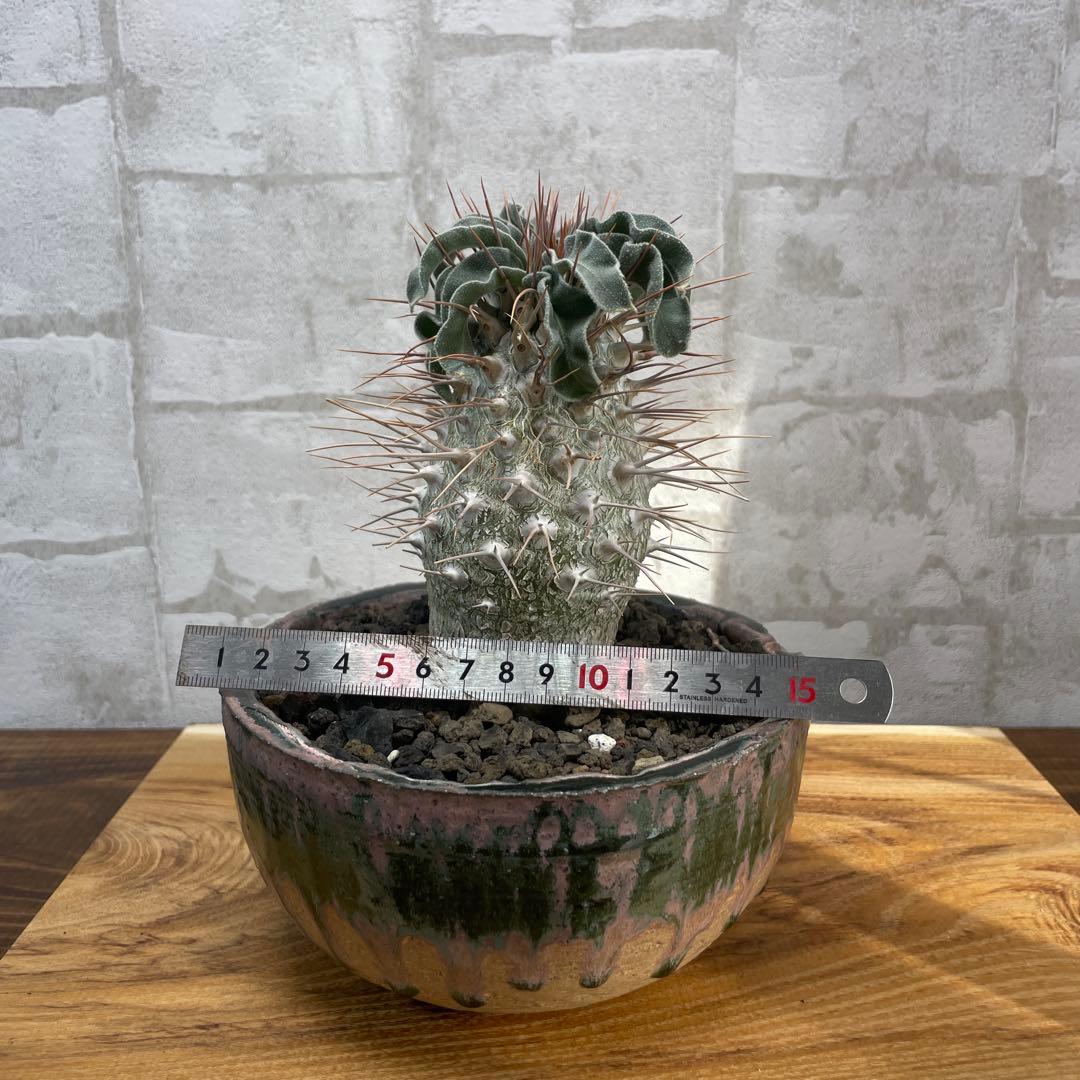 パキポディウム　ナマクアナム　光堂　発根済み　自根