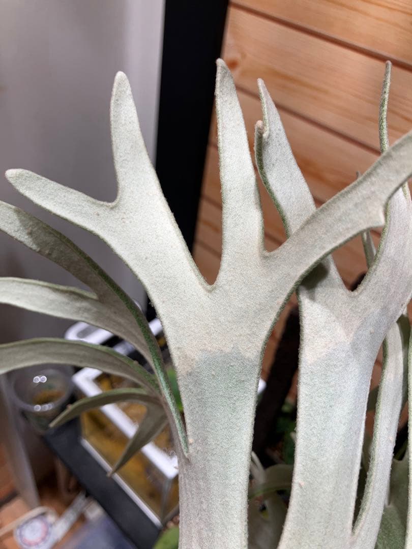 P.celso ビカクシダセルソタツタ