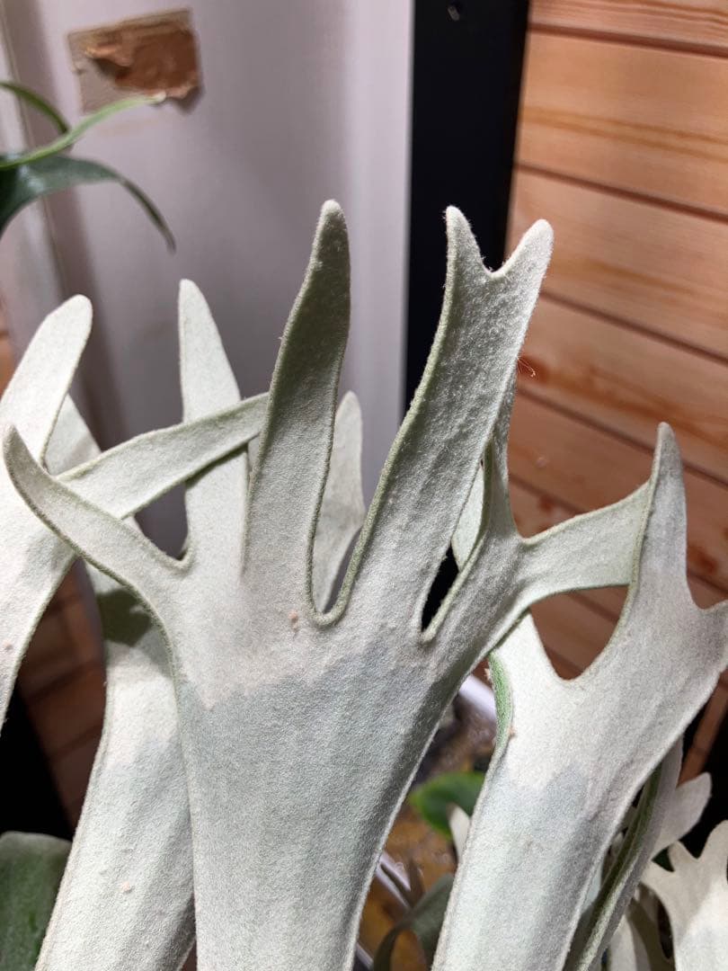 P.celso ビカクシダセルソタツタ