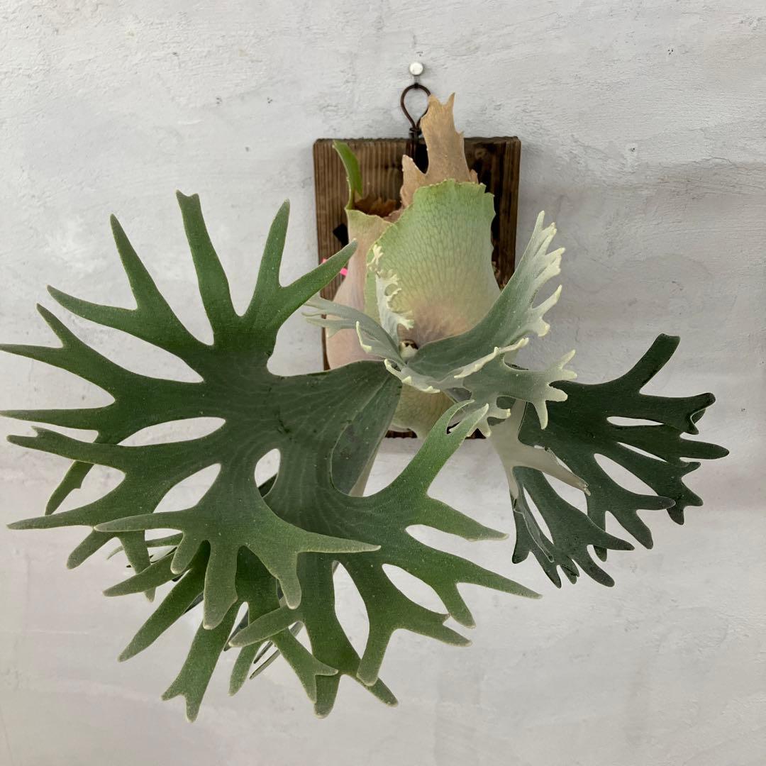 P.celso ビカクシダセルソタツタ