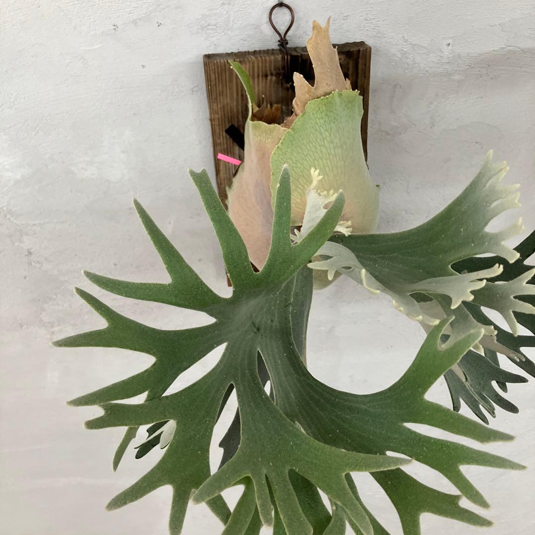 P.celso ビカクシダセルソタツタ