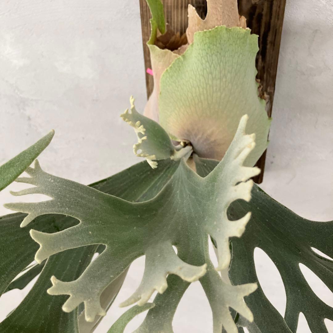 P.celso ビカクシダセルソタツタ