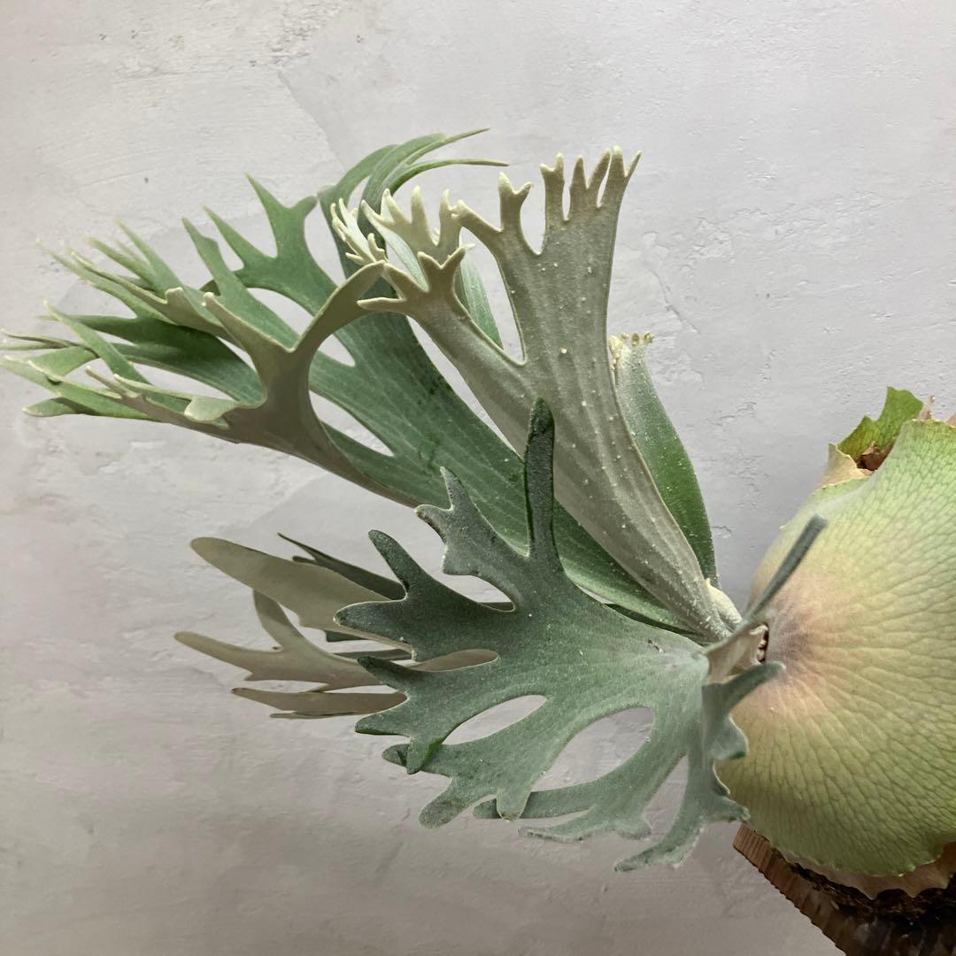 P.celso ビカクシダセルソタツタ