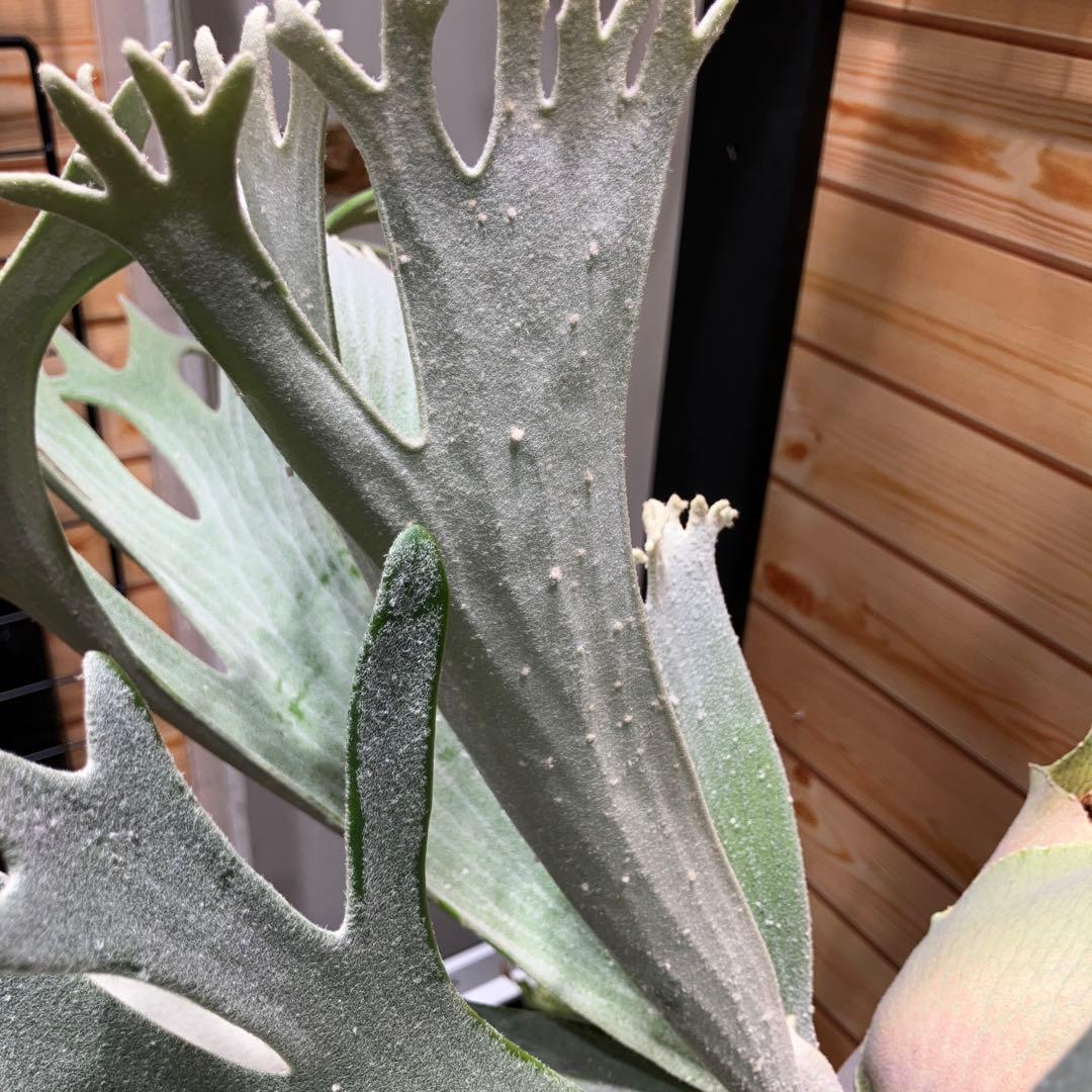 P.celso ビカクシダセルソタツタ