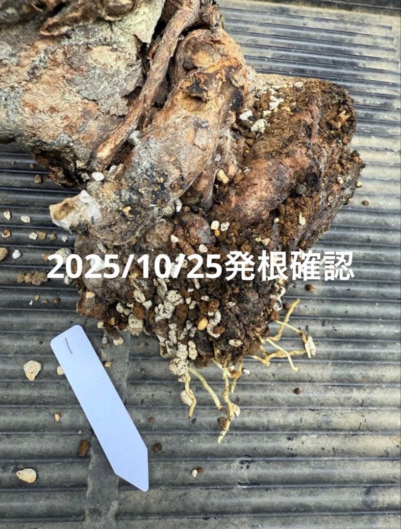①ユーフォルビア　クラビゲラ