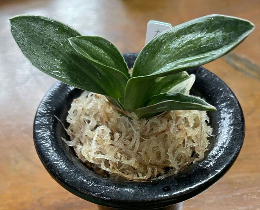 万年青 おもと 力和（りきわ）2才苗 美 優良株 黒楽鉢植え