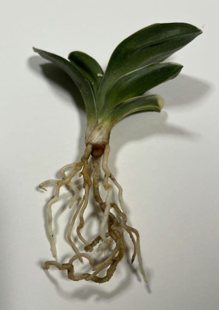 万年青 おもと 力和（りきわ）2才苗 美 優良株 黒楽鉢植え