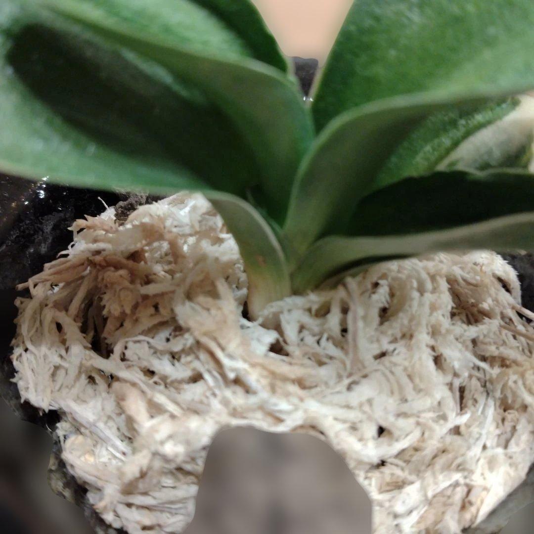 万年青 おもと 力和（りきわ）2才苗 美 優良株 黒楽鉢植え