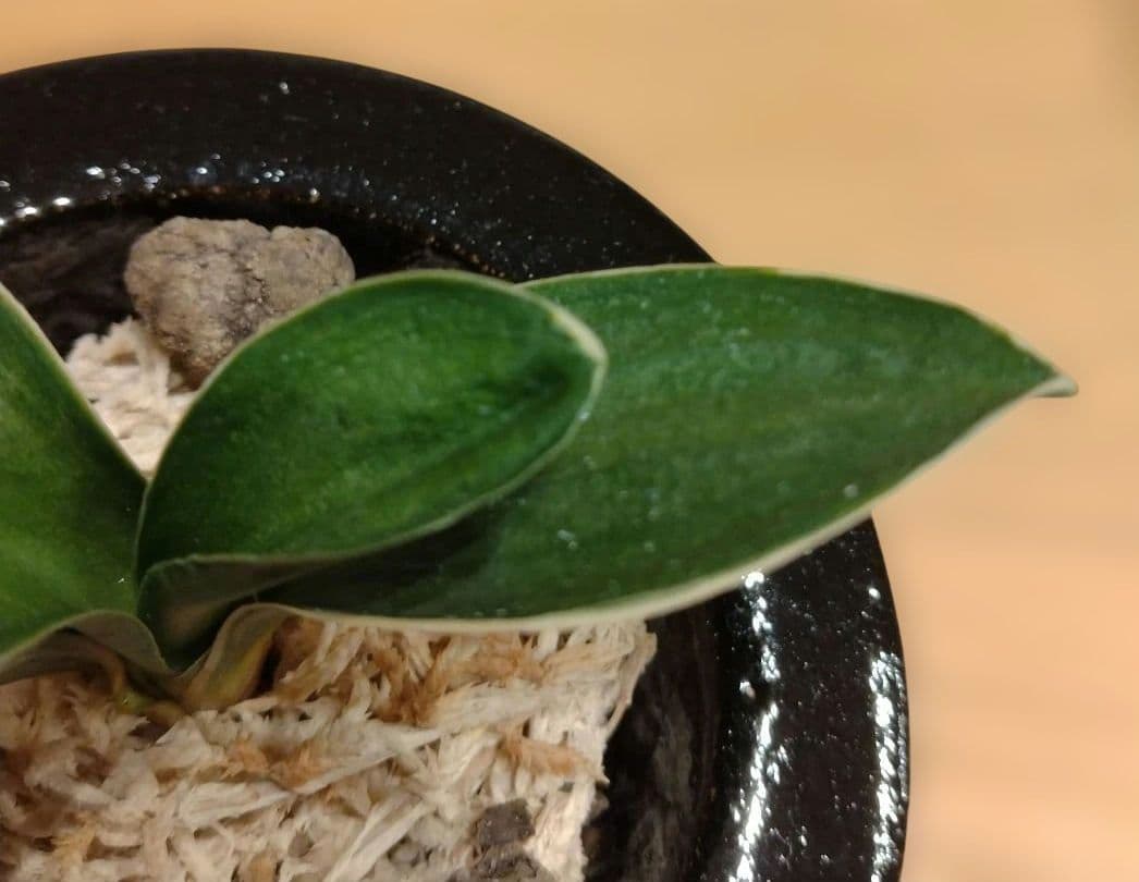 万年青 おもと 力和（りきわ）2才苗 美 優良株 黒楽鉢植え