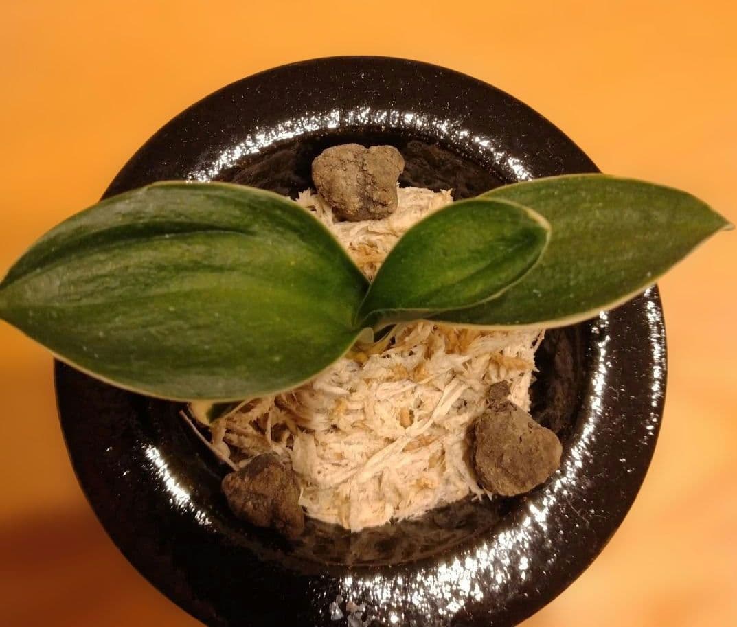 万年青 おもと 力和（りきわ）2才苗 美 優良株 黒楽鉢植え