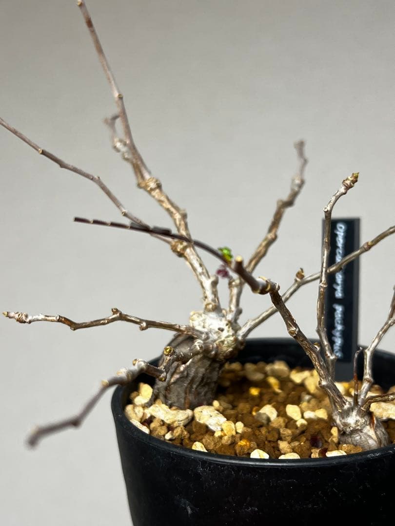 オペルクリカリア パキプス 根挿し 2株セット売り