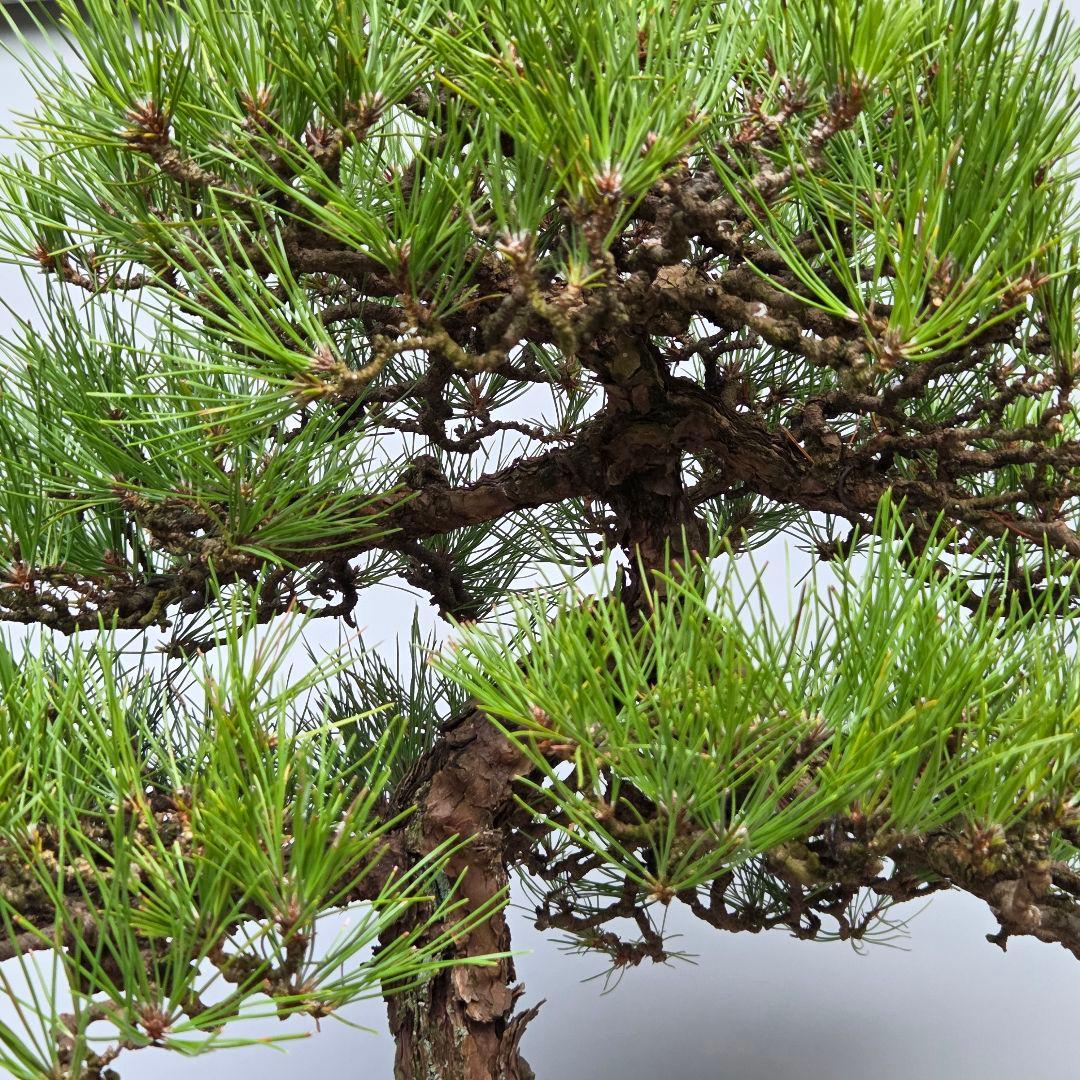 黒松　[石付き]　大品盆栽 じゃぱです。