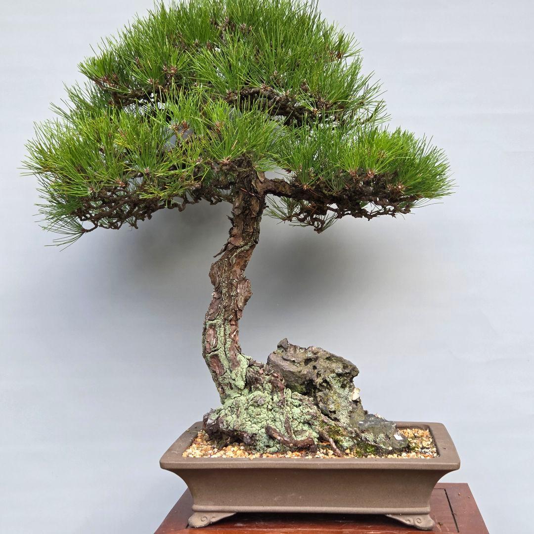 黒松　[石付き]　大品盆栽 じゃぱです。