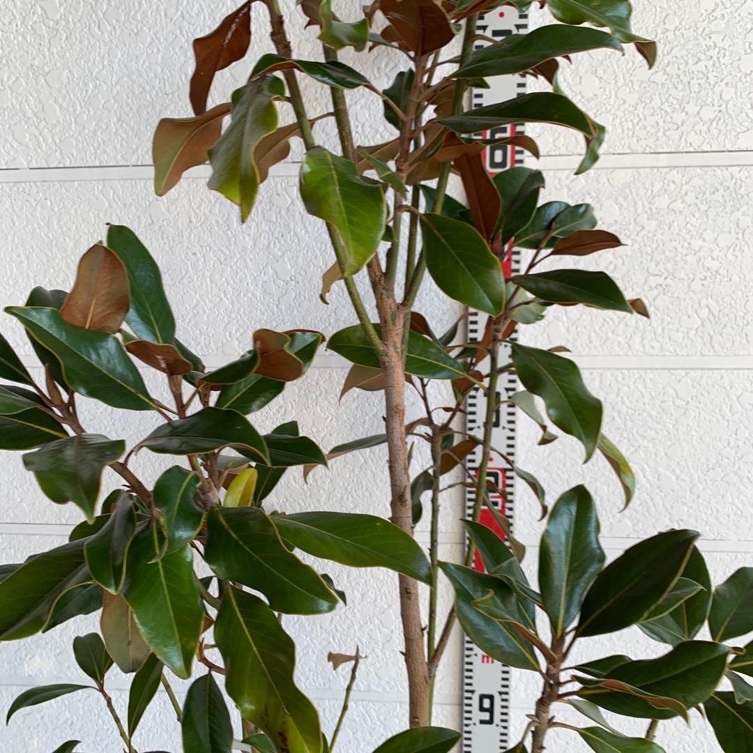 大株　タイサンボク　ケイパレス　約200cm 大山木　リトルジェム　04