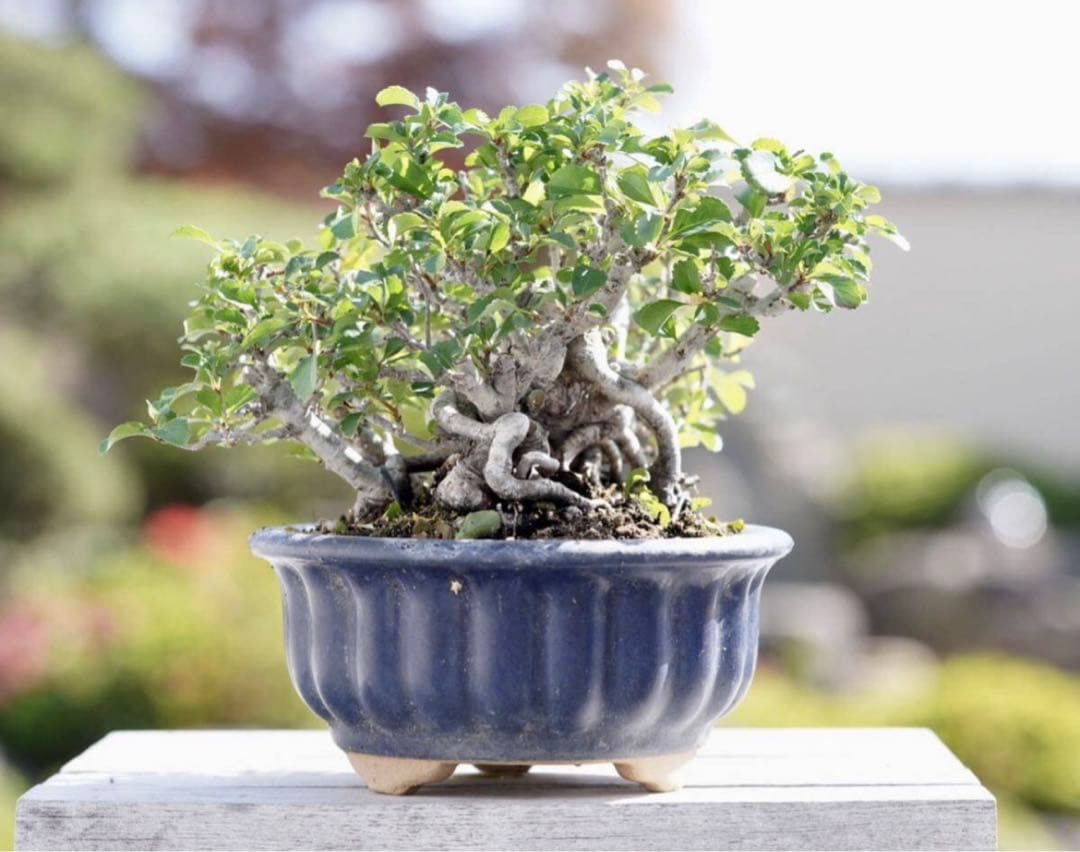 「亦盆栽」長寿梅 紅花 小品盆栽