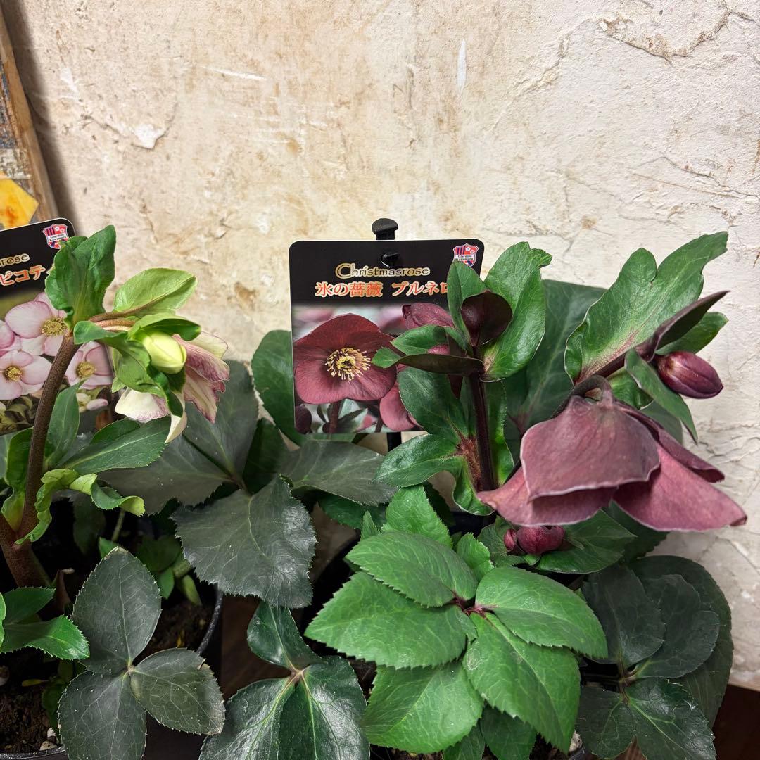 y*a様 【特選】　クリスマスローズ　氷の薔薇　5寸4種4鉢 変更可能