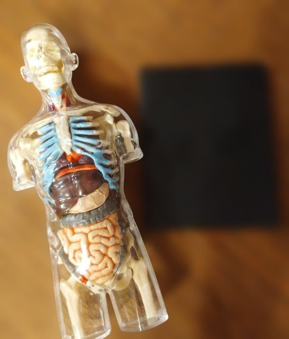 即日発送！４D　MASTER　人体模型 インテリア 解剖学 知育