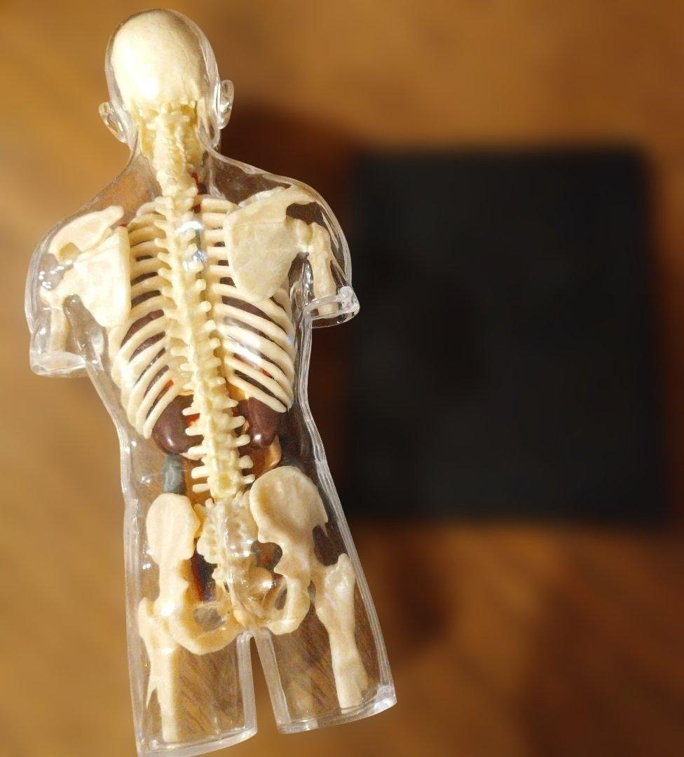 即日発送！４D　MASTER　人体模型 インテリア 解剖学 知育