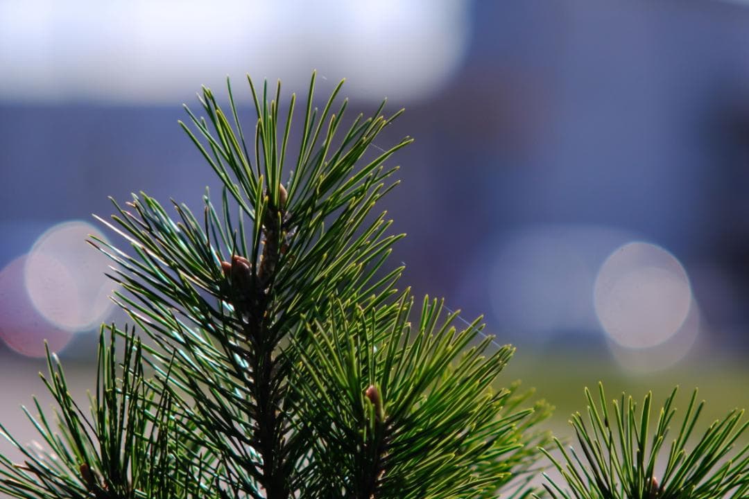 PENTAX Tele-Takumar 200mm F5.6 円形ボケの10枚羽