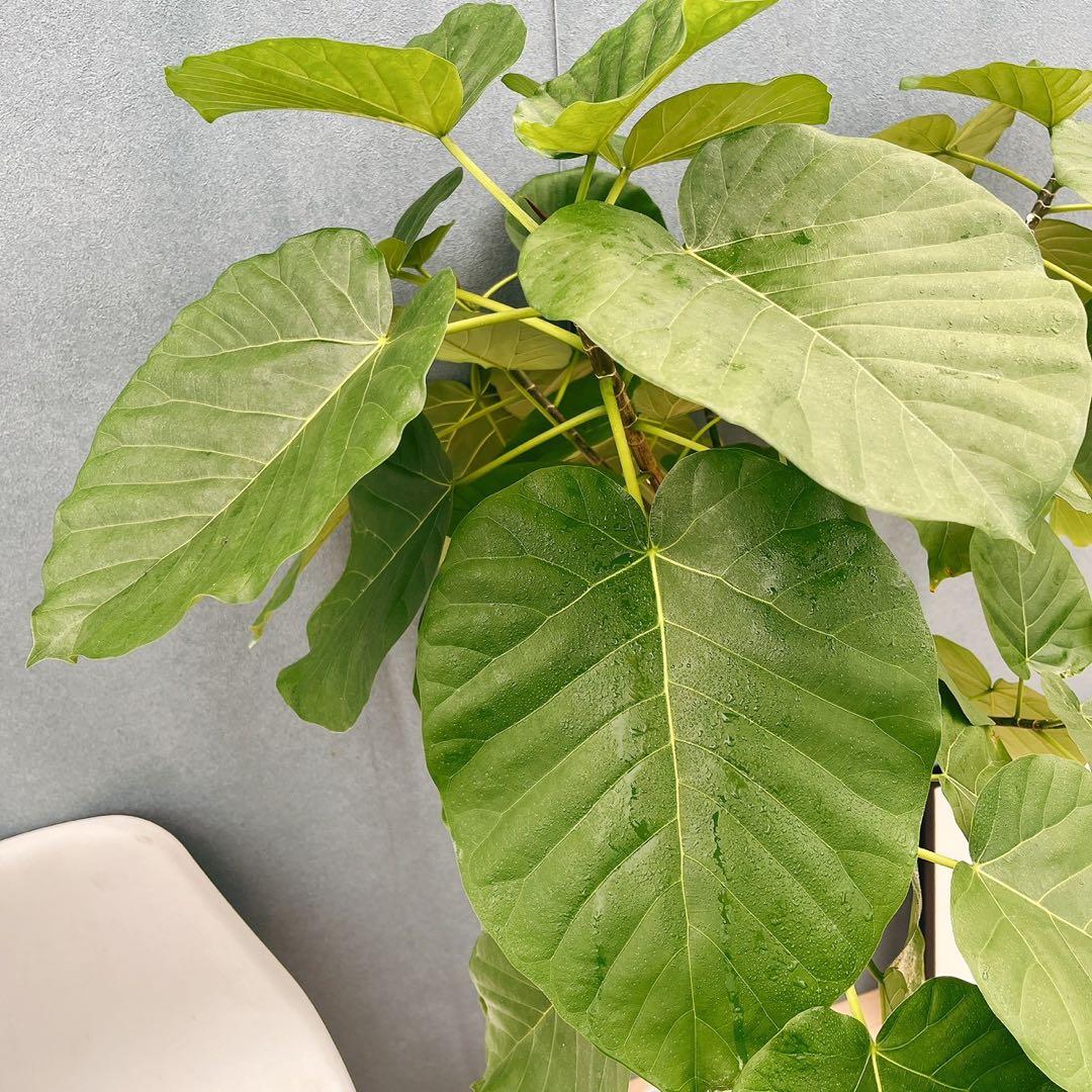 ［現品］※売約済※ 店舗　33番　フィカス　ウンベラータ　8号　観葉植物　室内