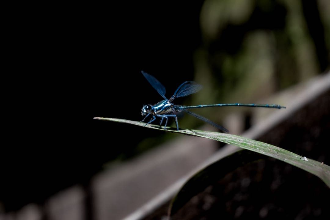 Nikon DX 16-50mm & 50-250mm ズームレンズセット