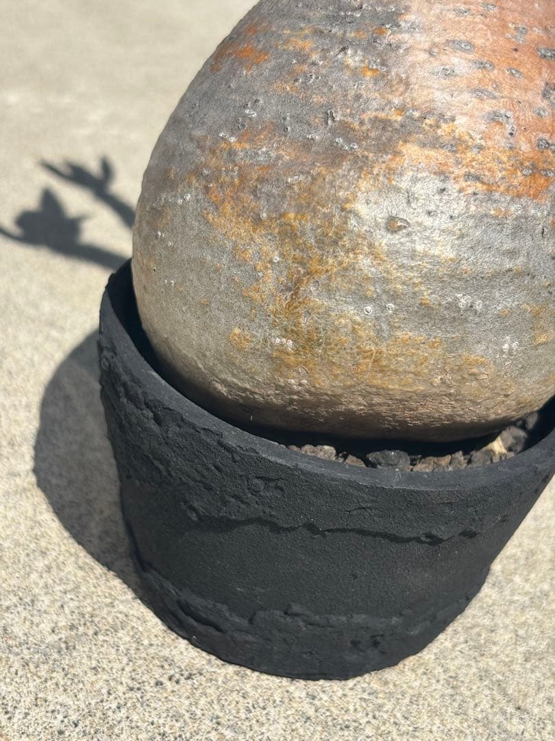 グラキリス 現地球 発根済み F.I.P鉢