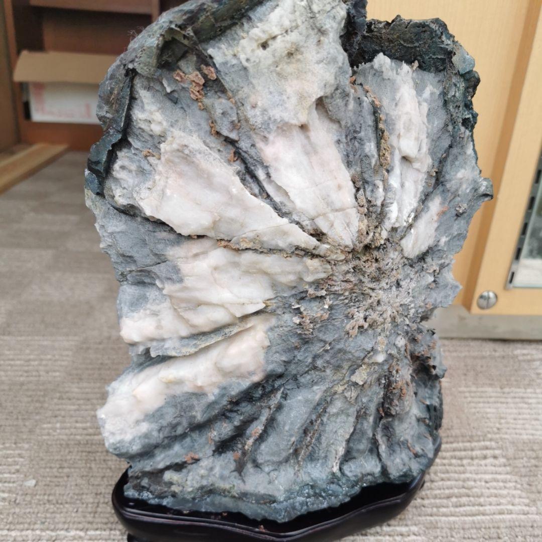 根尾谷産　牙菊花石　13.8キロ　菊花石　鑑賞石　石　置物　オブジェ　インテリア