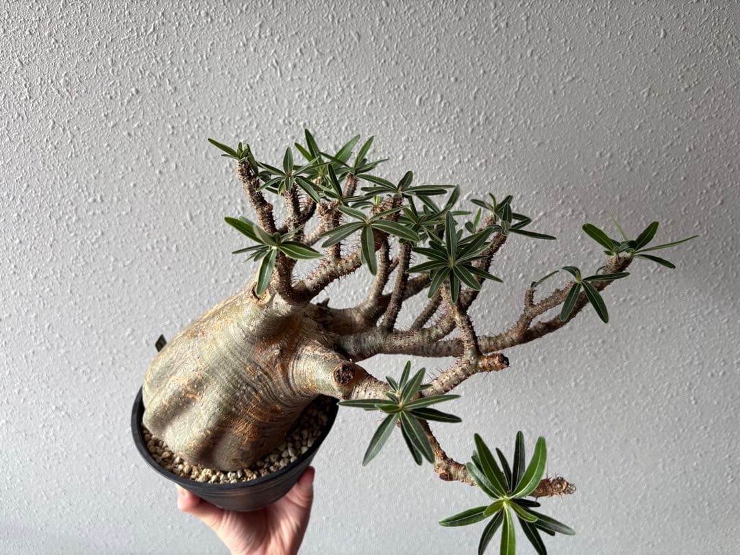 【特大株】パキポディウム　グラキリス　現地球　発根済み