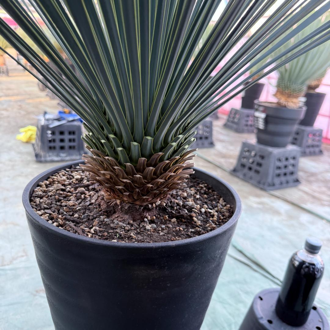 【AL1081】ユッカ　LA ALBERO　ランチョブルー　数量限定販売