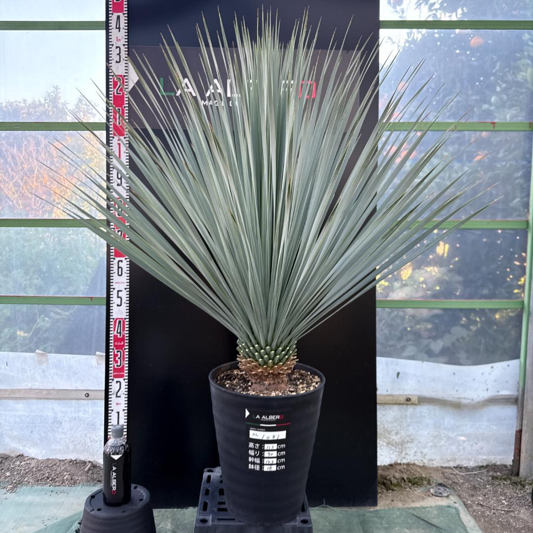 【AL1081】ユッカ　LA ALBERO　ランチョブルー　数量限定販売