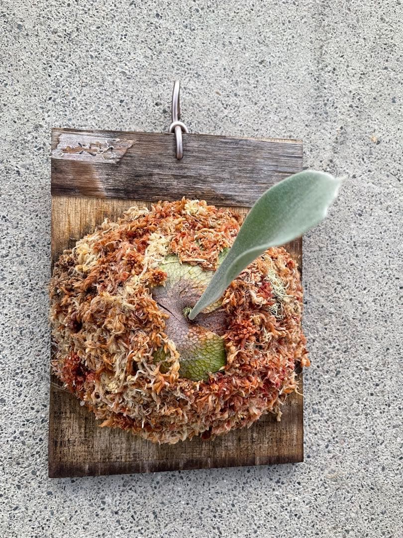 ビカクシダ　P.ghost（ゴースト）子株