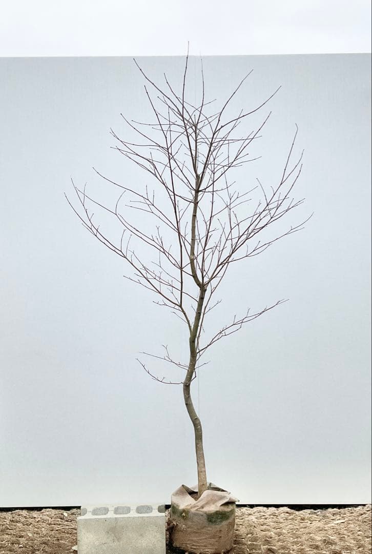 雨さん専用　コハウチワカエデ　単木/ 60