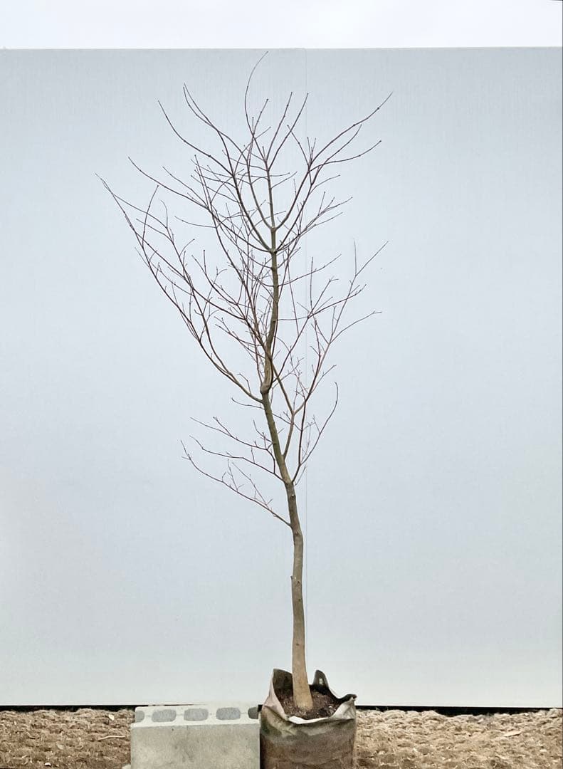 雨さん専用　コハウチワカエデ　単木/ 60